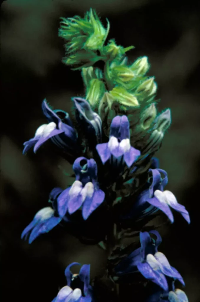 A dark blueish purple flower.