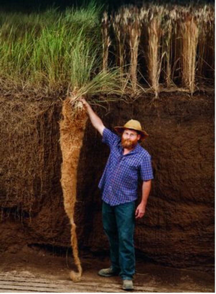 Man holding big blue stem grass, with roots over six feet long.