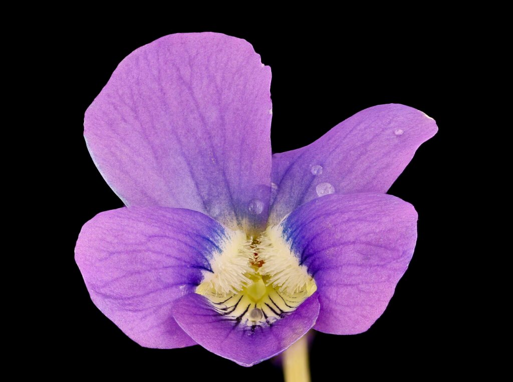Up close picture of a common blue violet flower.