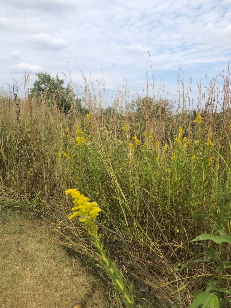 Big Bluestem plant mixed in with prairie flowers.
