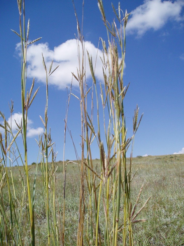 Big Bluestem plant raising up in its natural habitat, the prairie.