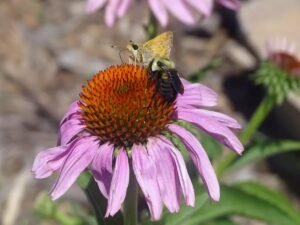 A bumble bee and moth on top purple coneflower.