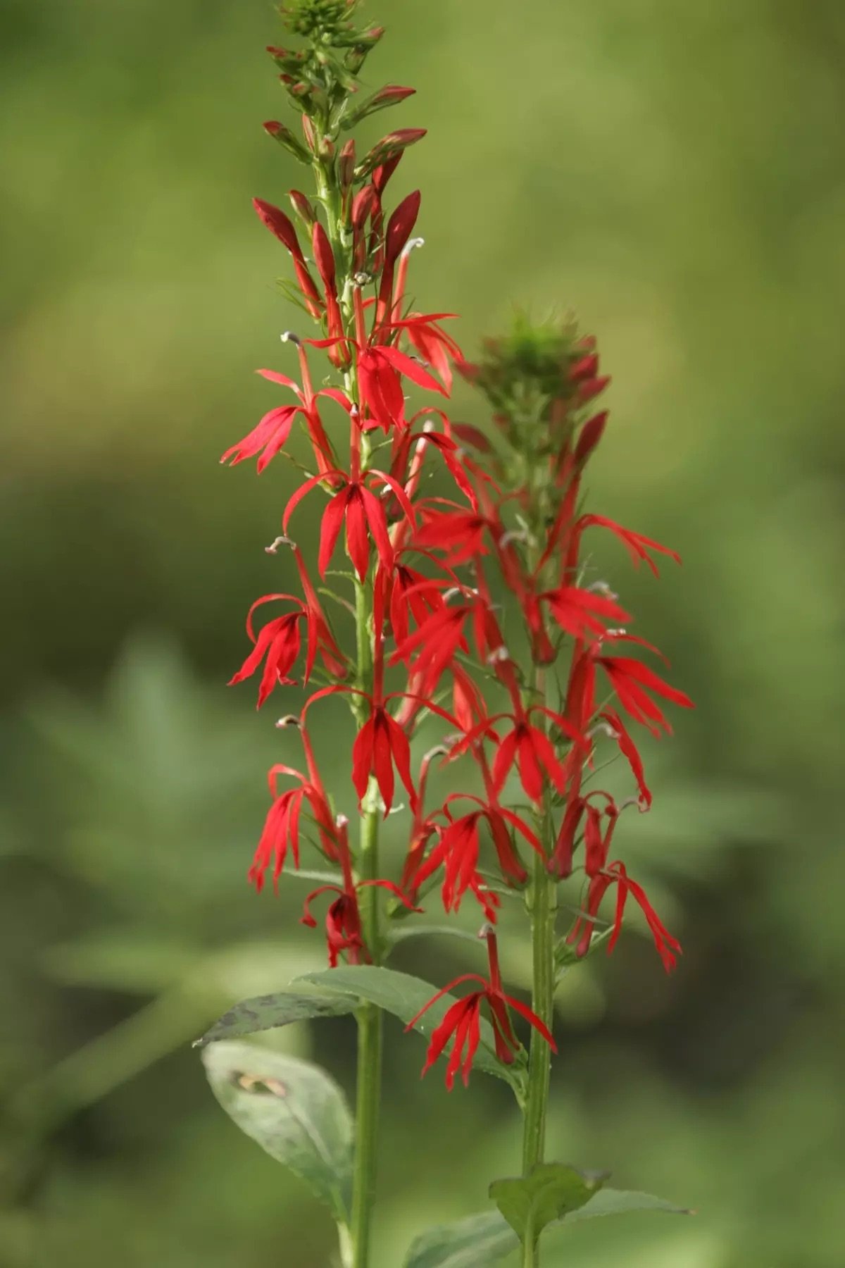 A red flower with a natural background.