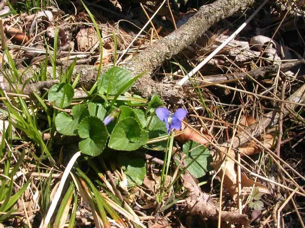 The common blue violet plant on a forest floor.