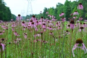 A field full of purple coneflowers.