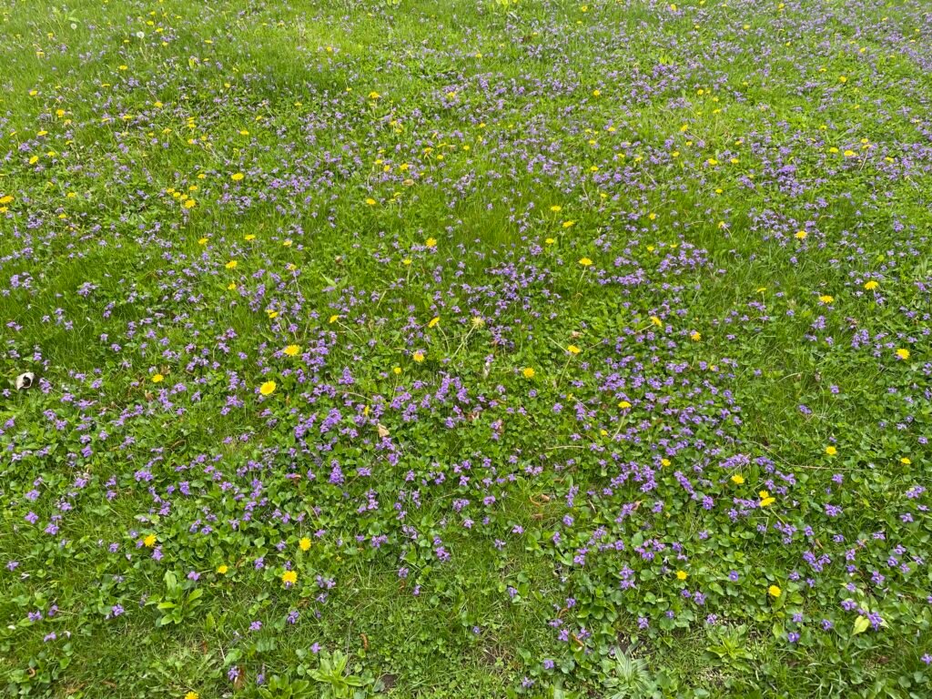 A lawn filled with common blue violet flowers and dandelions.