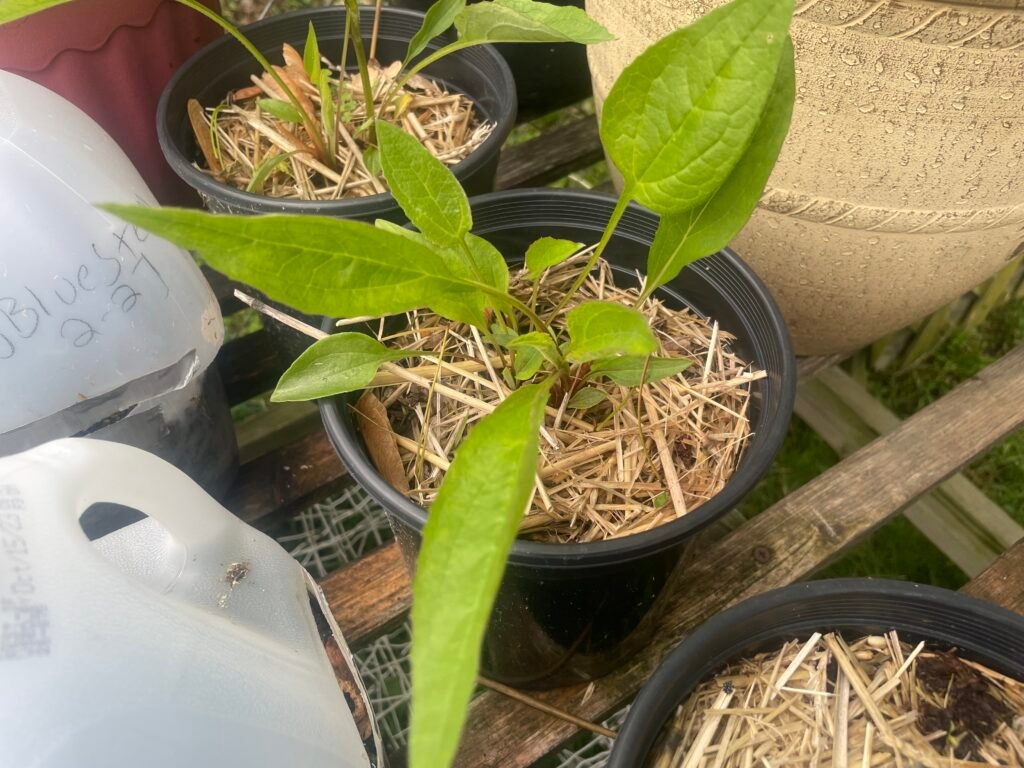 A purple coneflower plant sprouting.