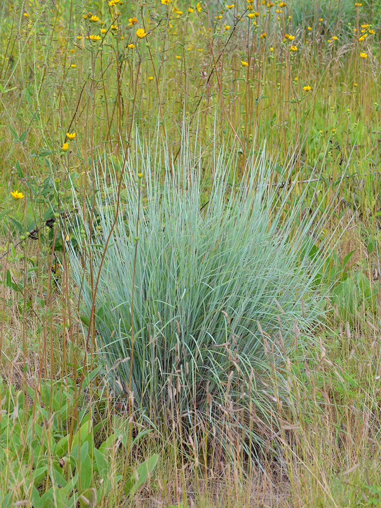 A blueish green grass standing about two feet tall.