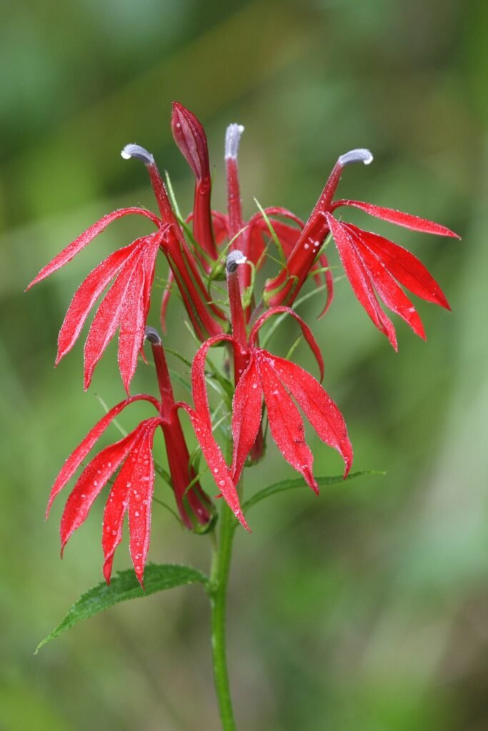 The flowers of a red Cardinal flower plant.