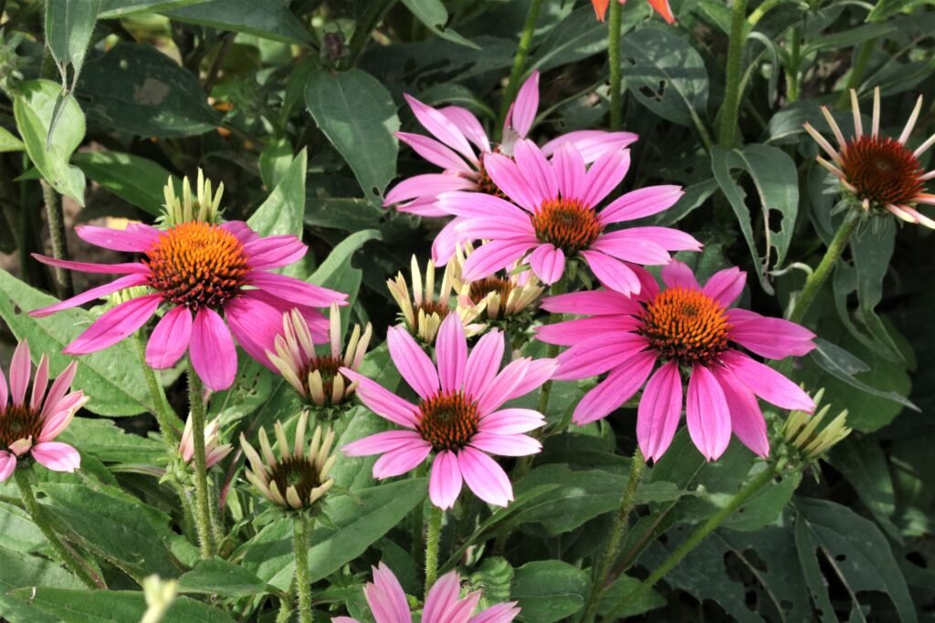 A mixture of pink and purple flowers.