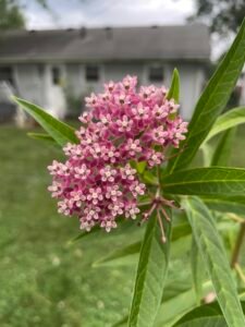 A cluster of pink flowers on a milkweed plant.