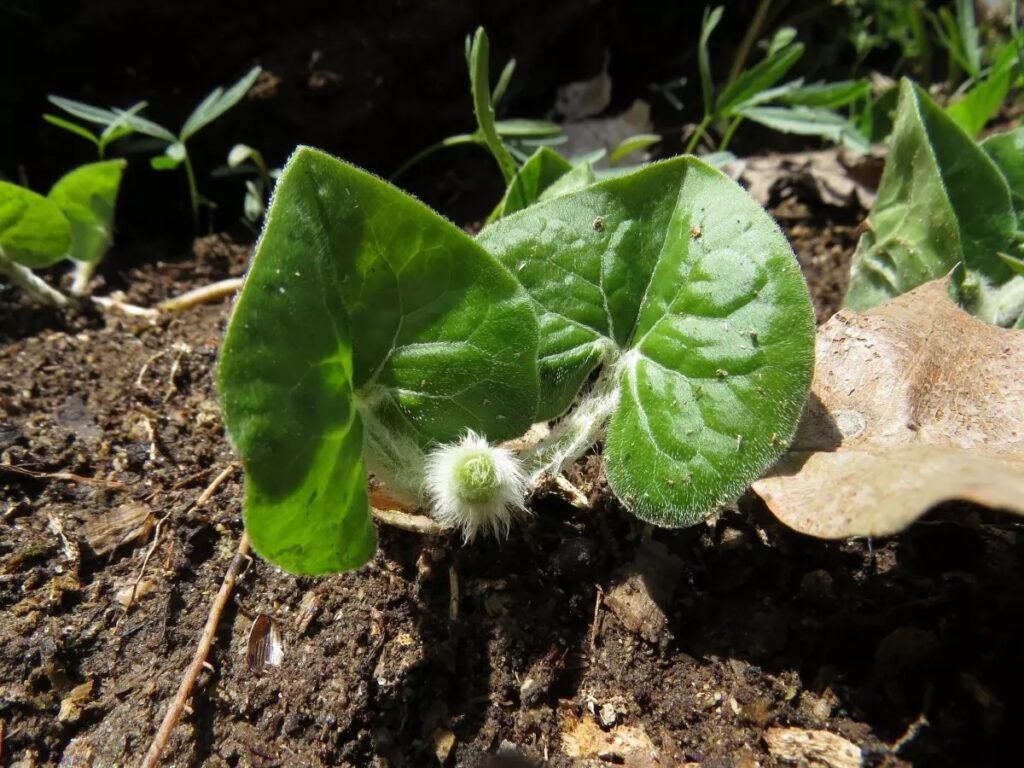 A wild ginger plant with big green leaves.