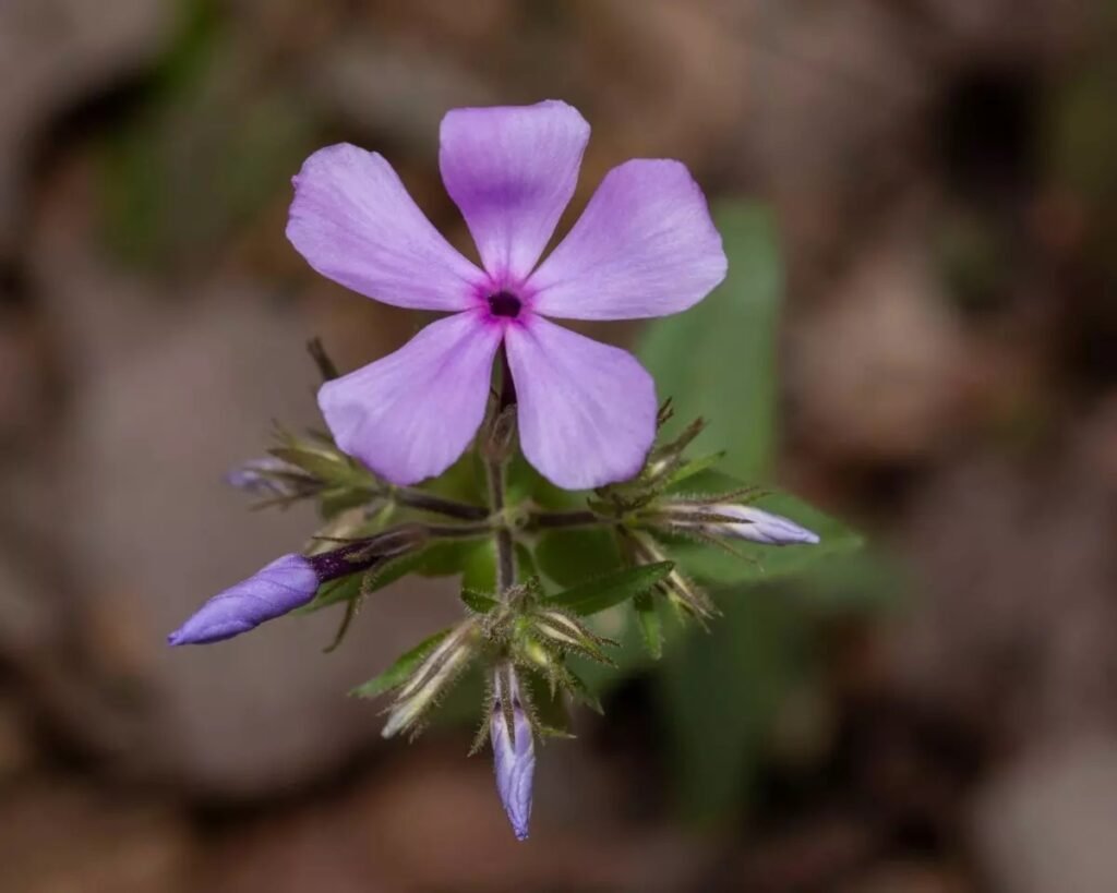 A pinkish purple flower.