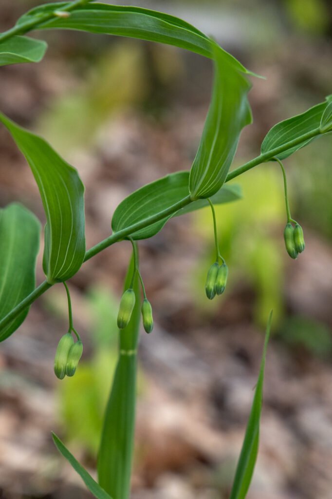 Little green hanging flowers that haven't opened up yet.