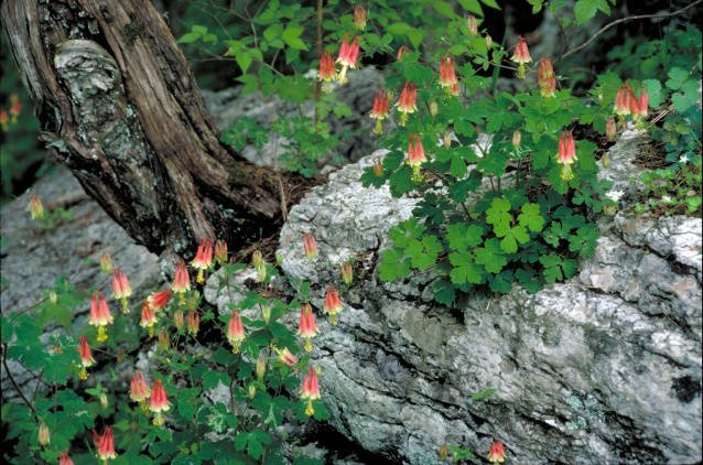 red and yellow colored flowers sprawled across forest floor. 