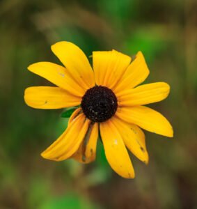 A yellow coneflower with a brownish black center.