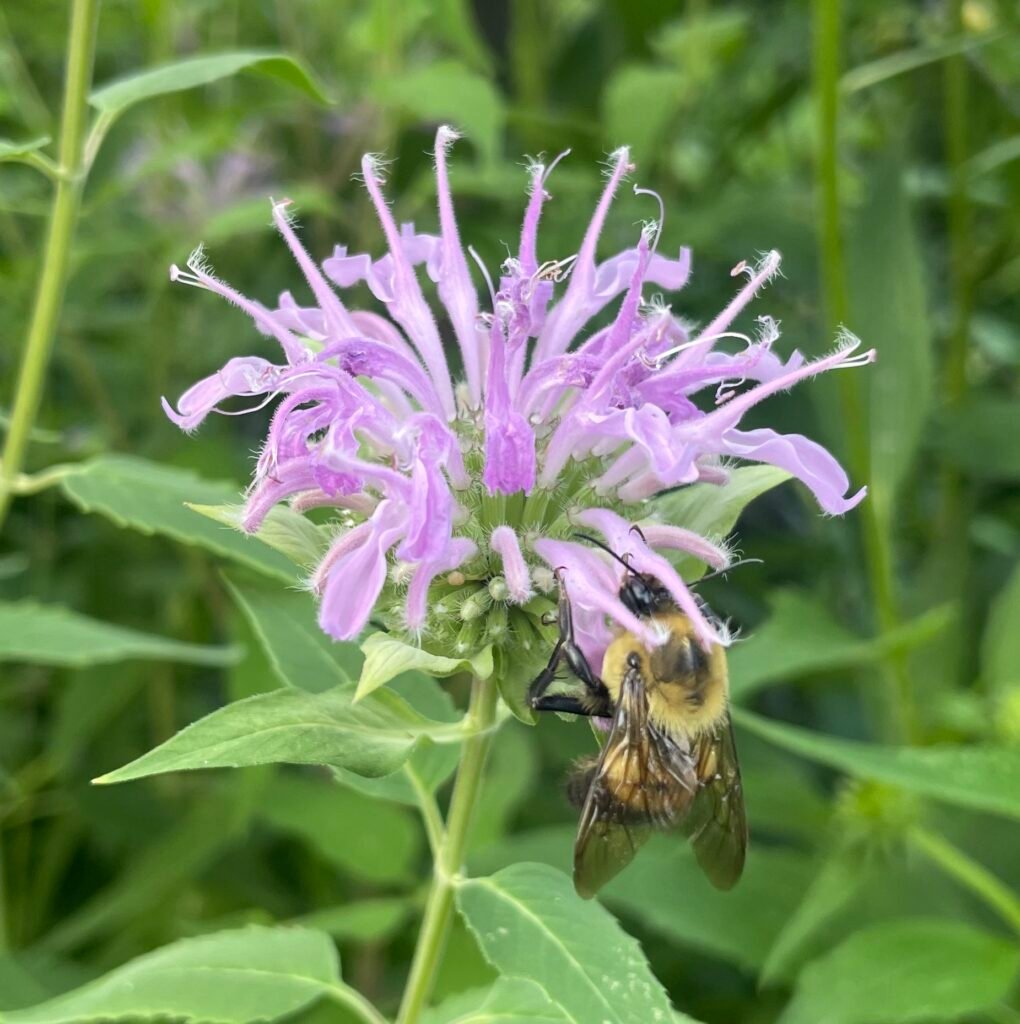 A bumble bee collecting nectar from a wild bergamot flower.