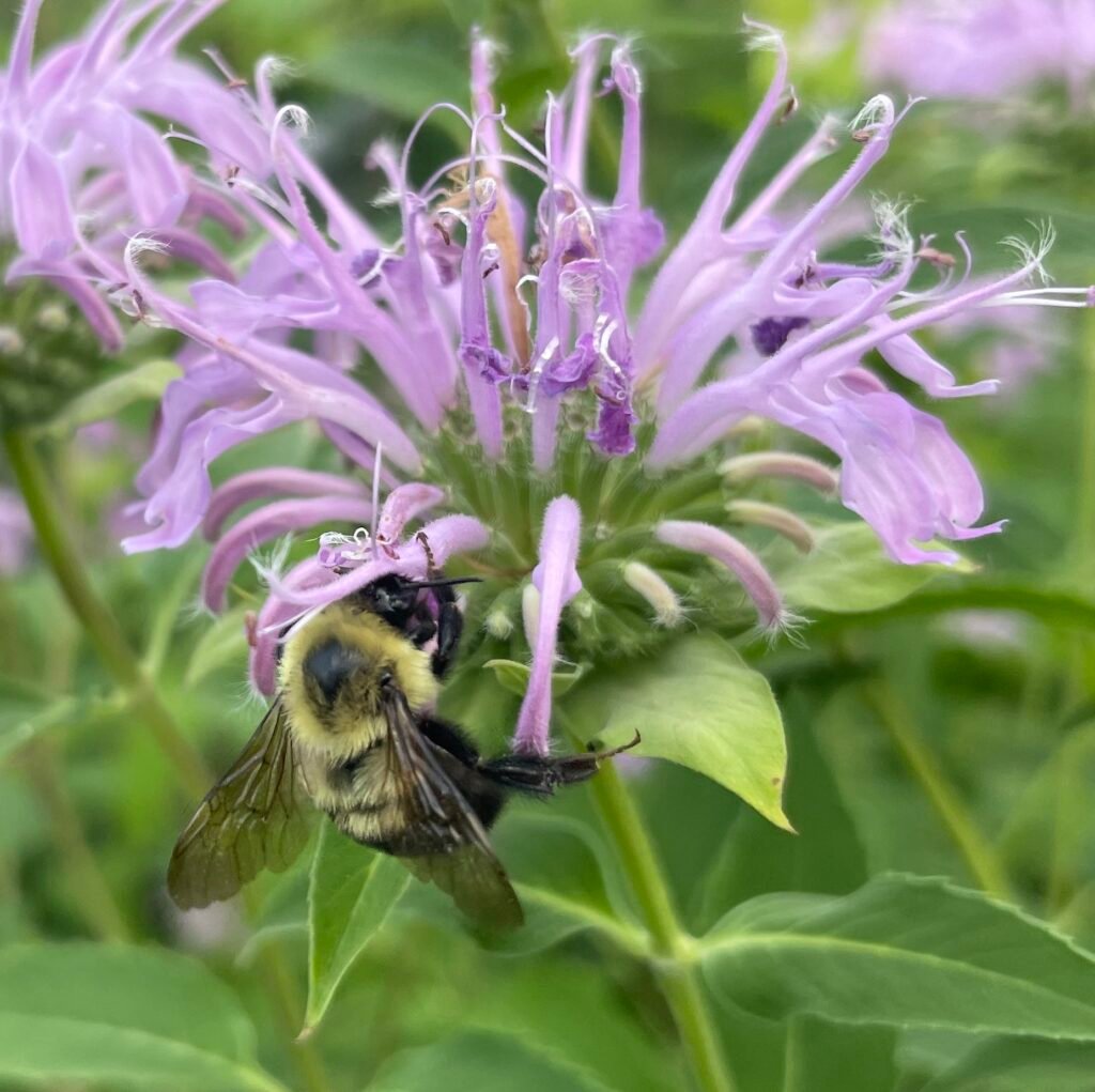 A bumble bee collecting nectar from a wild bergamot flower.