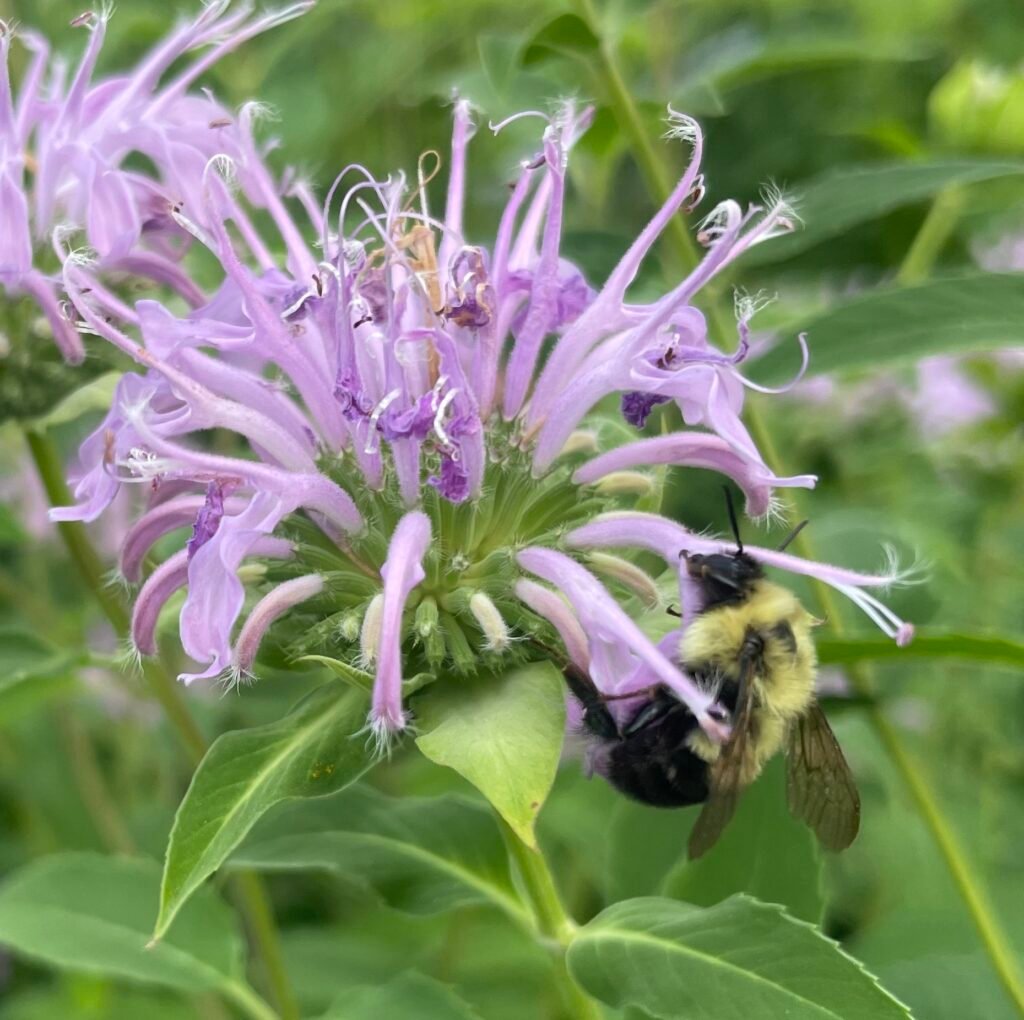 A bumble bee collecting nectar from a wild bergamot flower.
