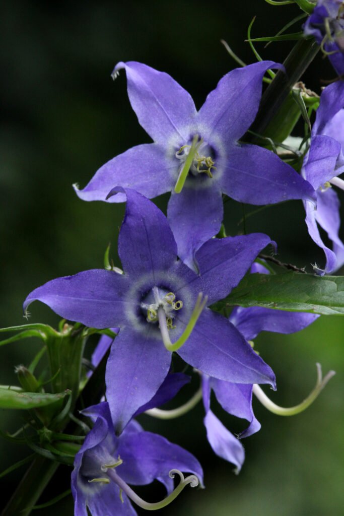 Beautiful purple, five petal flowers.