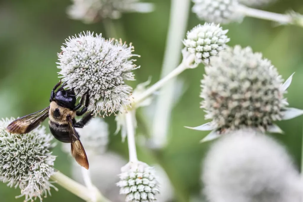 A bumblebee on rattlesnake master, a spiky white flower ball.