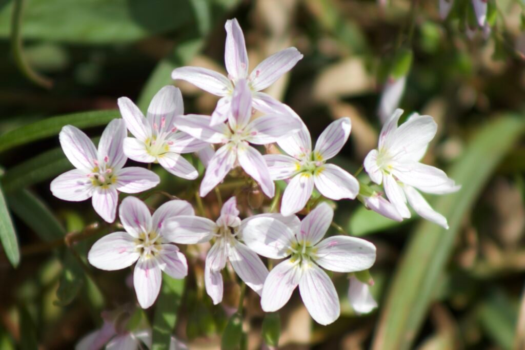 Little white ephemeral flowers.