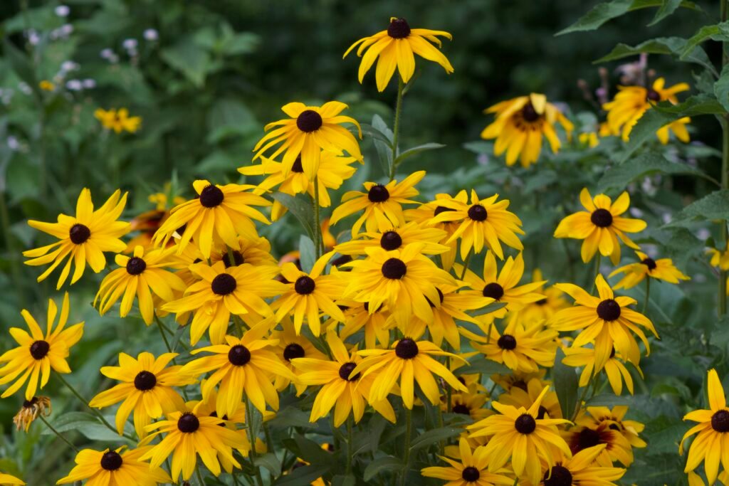 A bunch of yellow flowers with brown center.