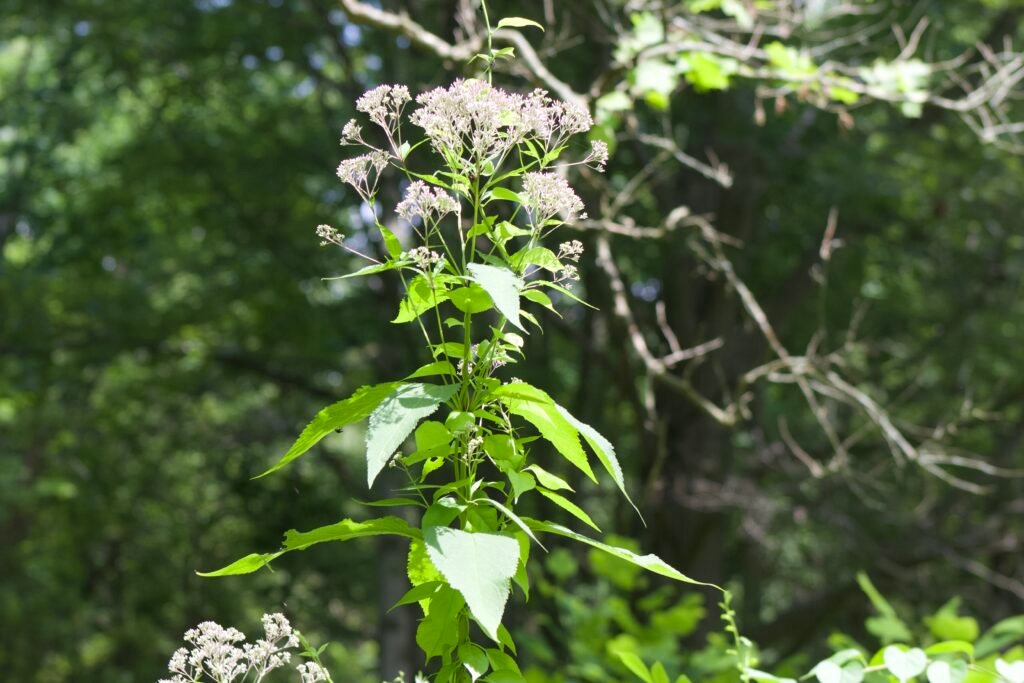 A tall flowering plant towering above other plants.