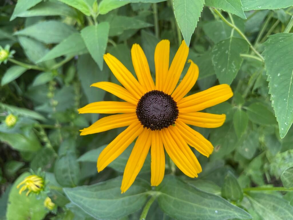A yellow orange coneflower with a brownish black center.