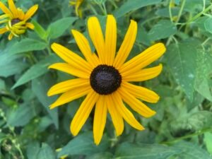 A yellow orange coneflower with a brownish black center.