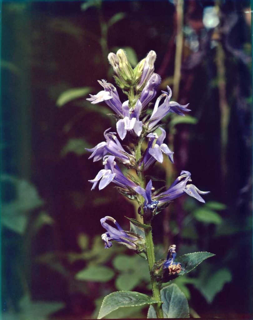 Lobelia siphilitica, a group of light purple bluish flowers