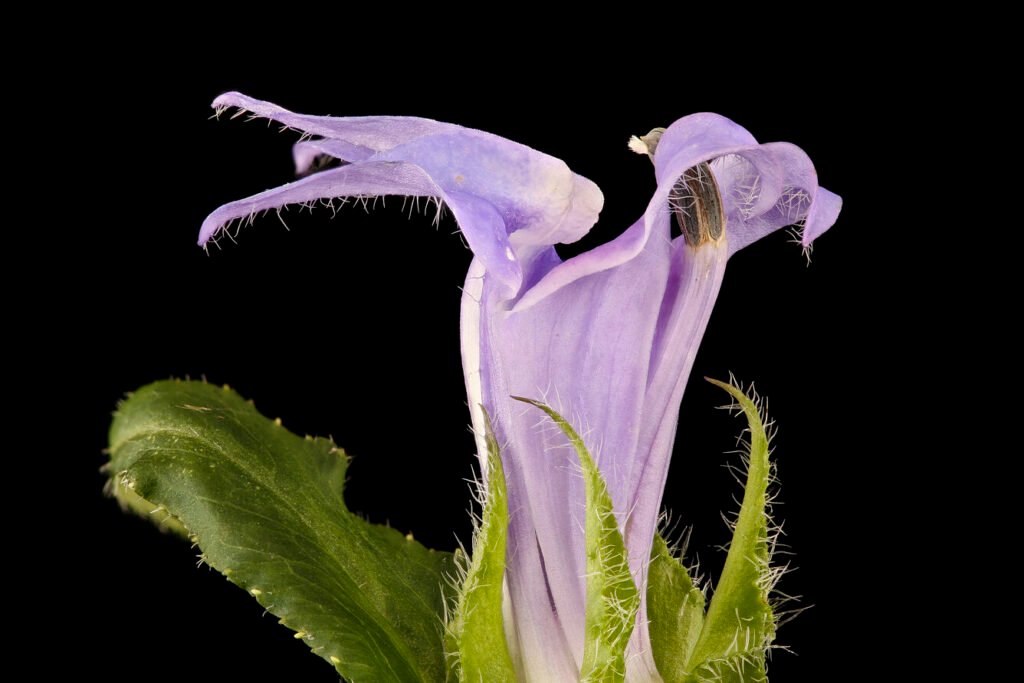 Great blue lobelia an oddly shaped light purple flower.