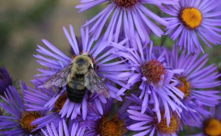 A bumble bee on small purple flowers with yellowish centers.