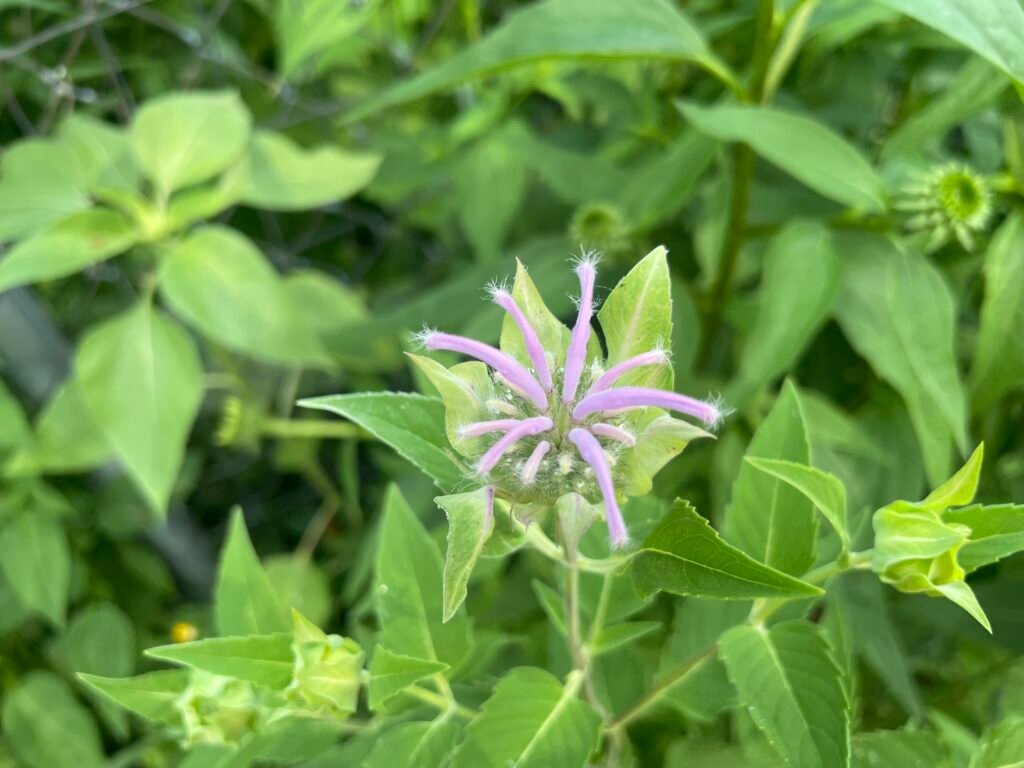 The first stage of wild bergamot blooming.
