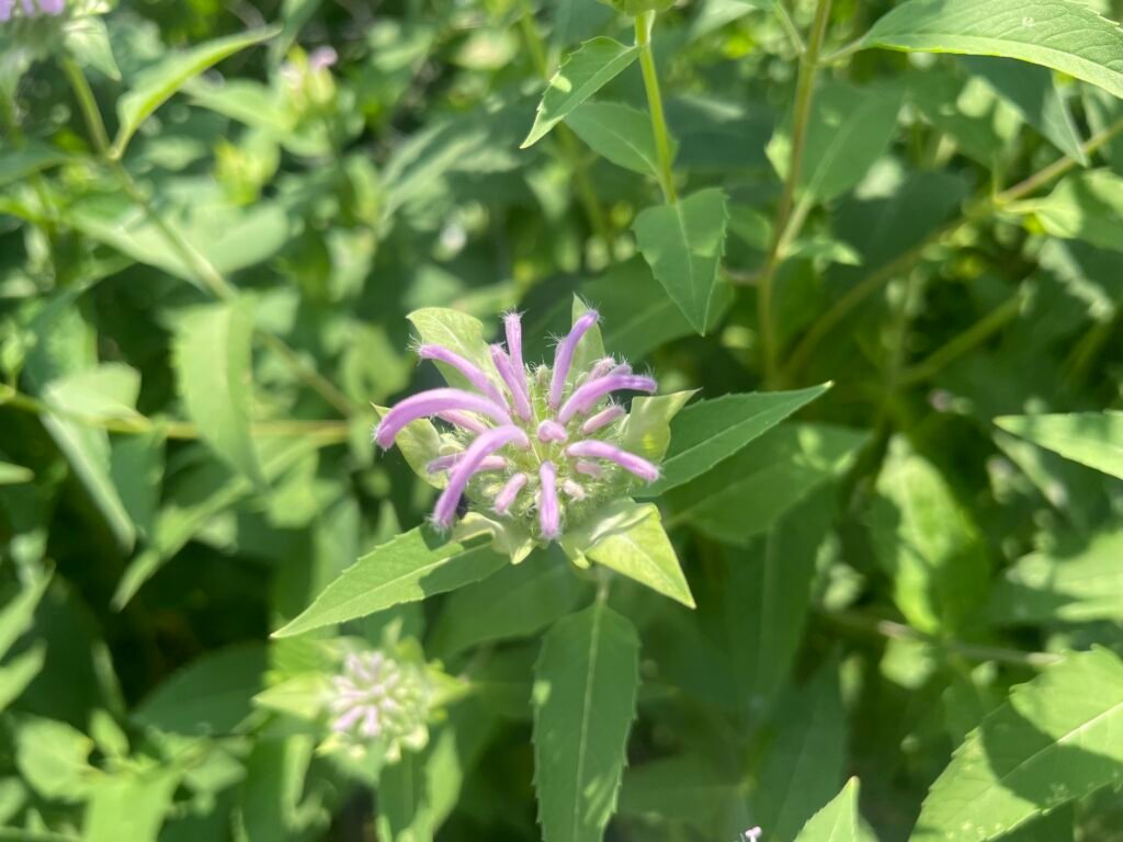 The second stage of wild bergamont blooming.