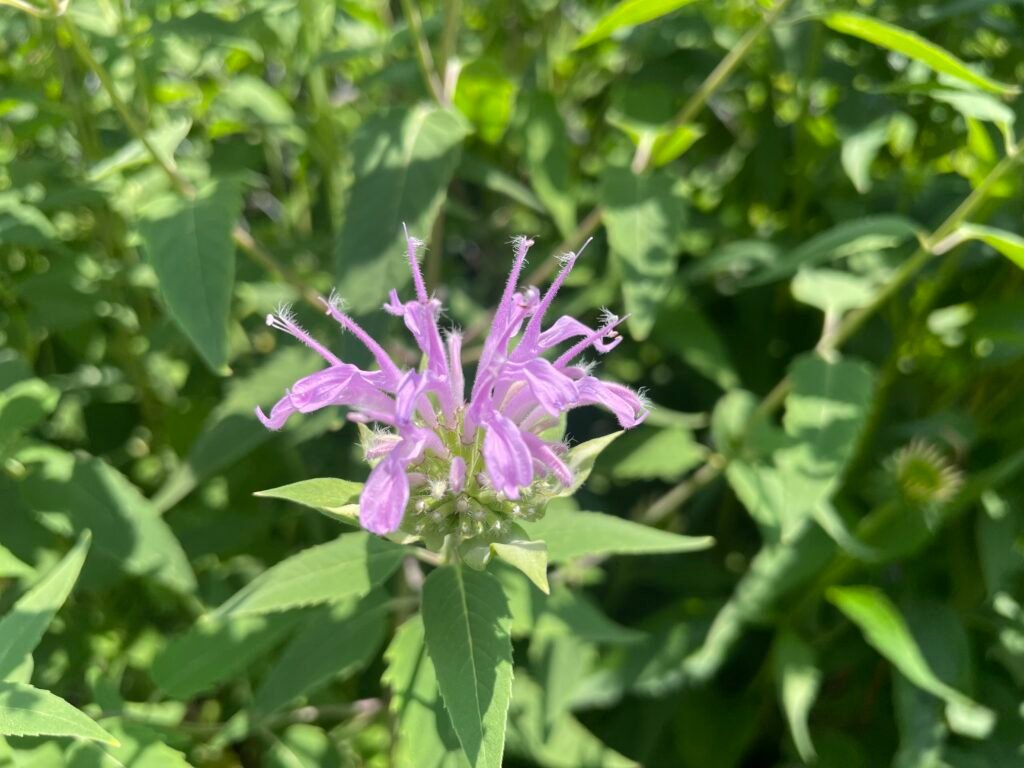The third stage of wild bergamot blooming.