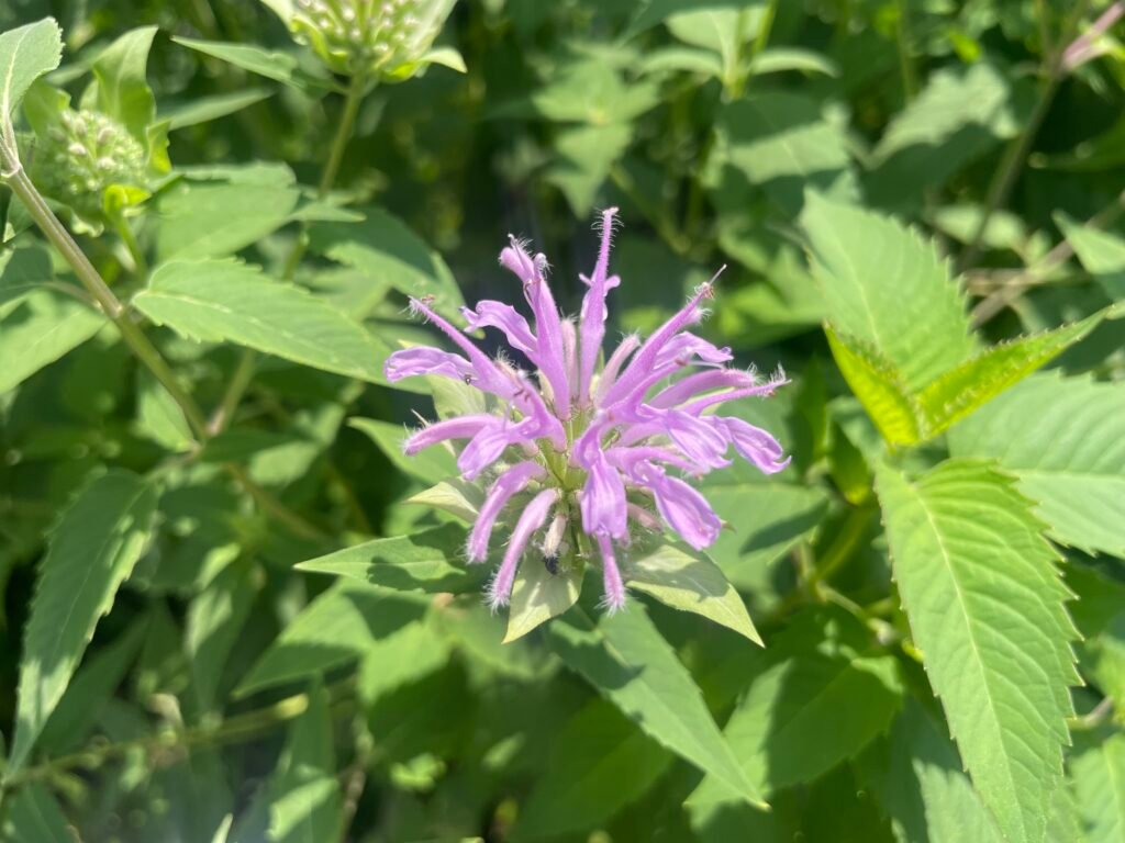 The fourth stage of wild bergamont blooming.