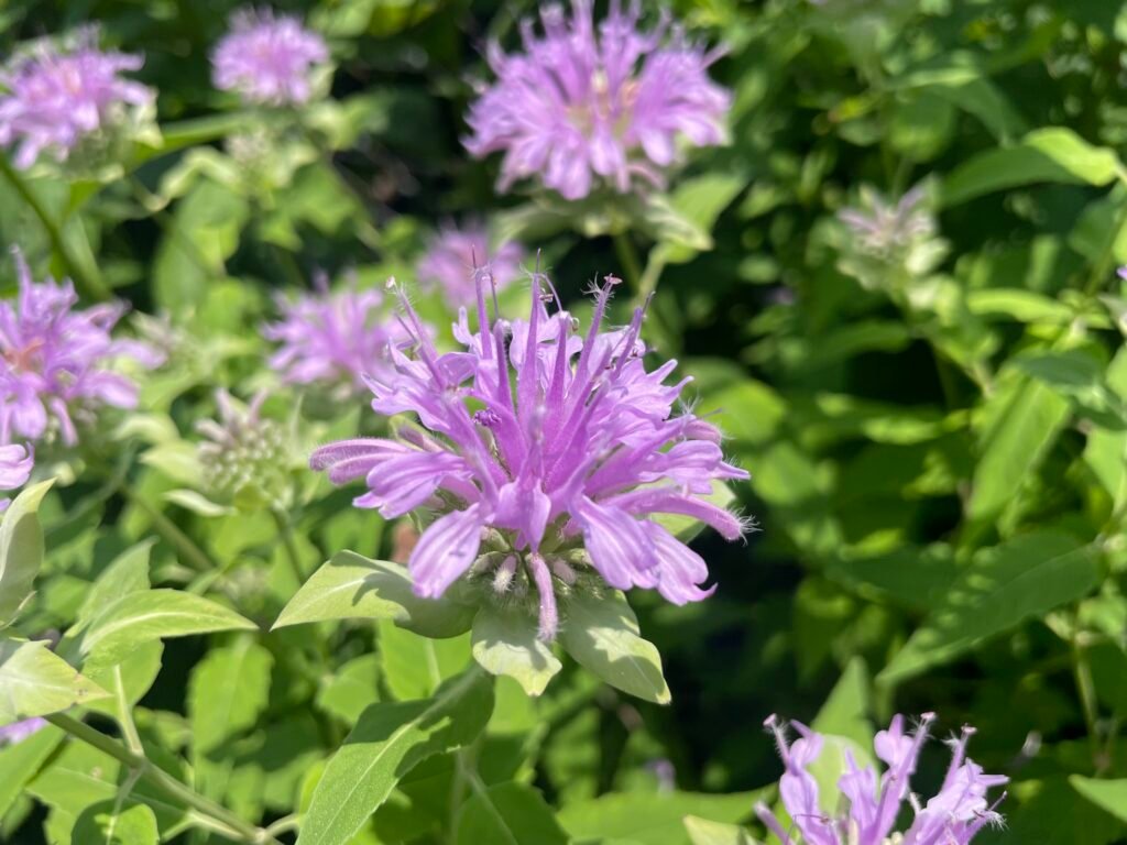 The fifth stage of wild bergamont blooming.