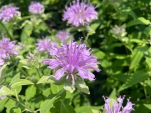 Wild bergamont flower with purple pedals and tubular shaped flowers in the center.