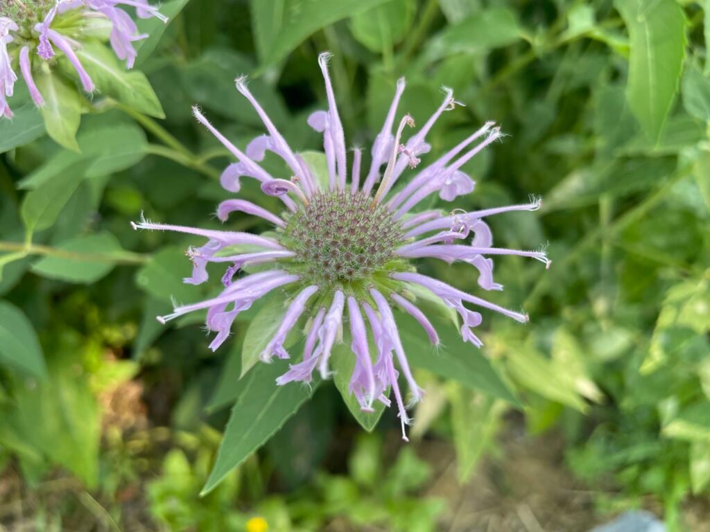 The sixth stage of wild bergamot blooming.