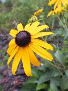 A yellow coneflower with a dark brownish black center.
