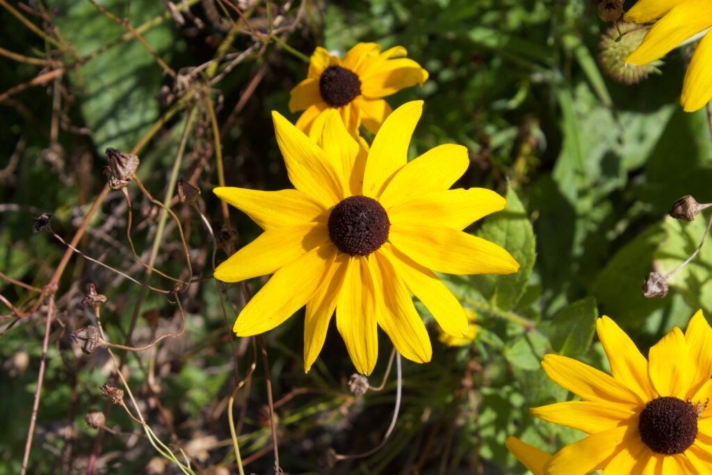 A yellow coneflower with a dark brownish black center.