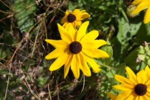 A yellow coneflower with a dark brownish black center.