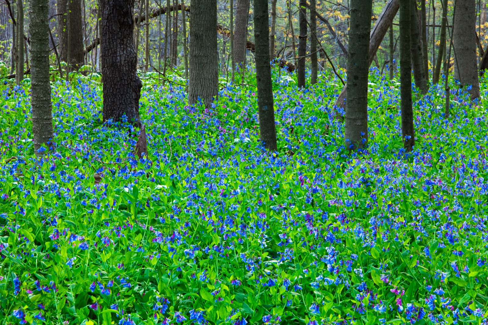 The forest floor is covered in blue, purple flowers.