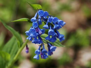 Blue flowers that look like little bells.