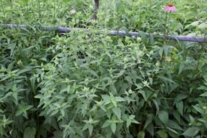 A full view of Monarda fistulosa before bloom.