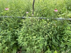 A full view of Monarda fistulosa starting to bloom.
