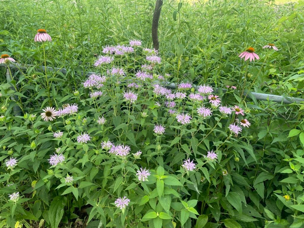 A full view of Monarda fistulosa blooming with light purple flowers.