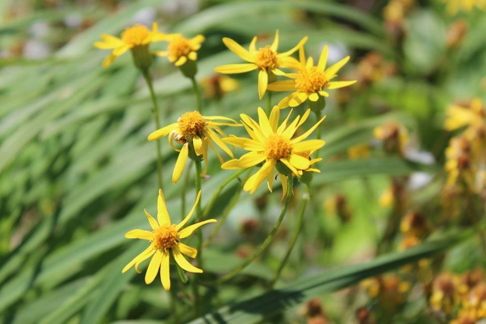 Yellow flowers with green foliage background.
