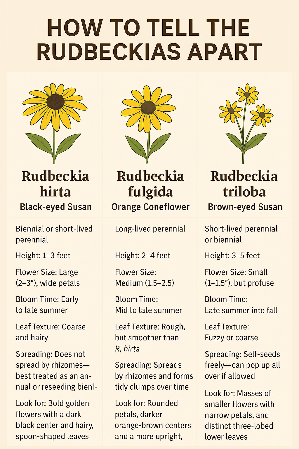 An infographic showing the difference between the three featured Rudbeckia's, hirta, fulgida and triloba.